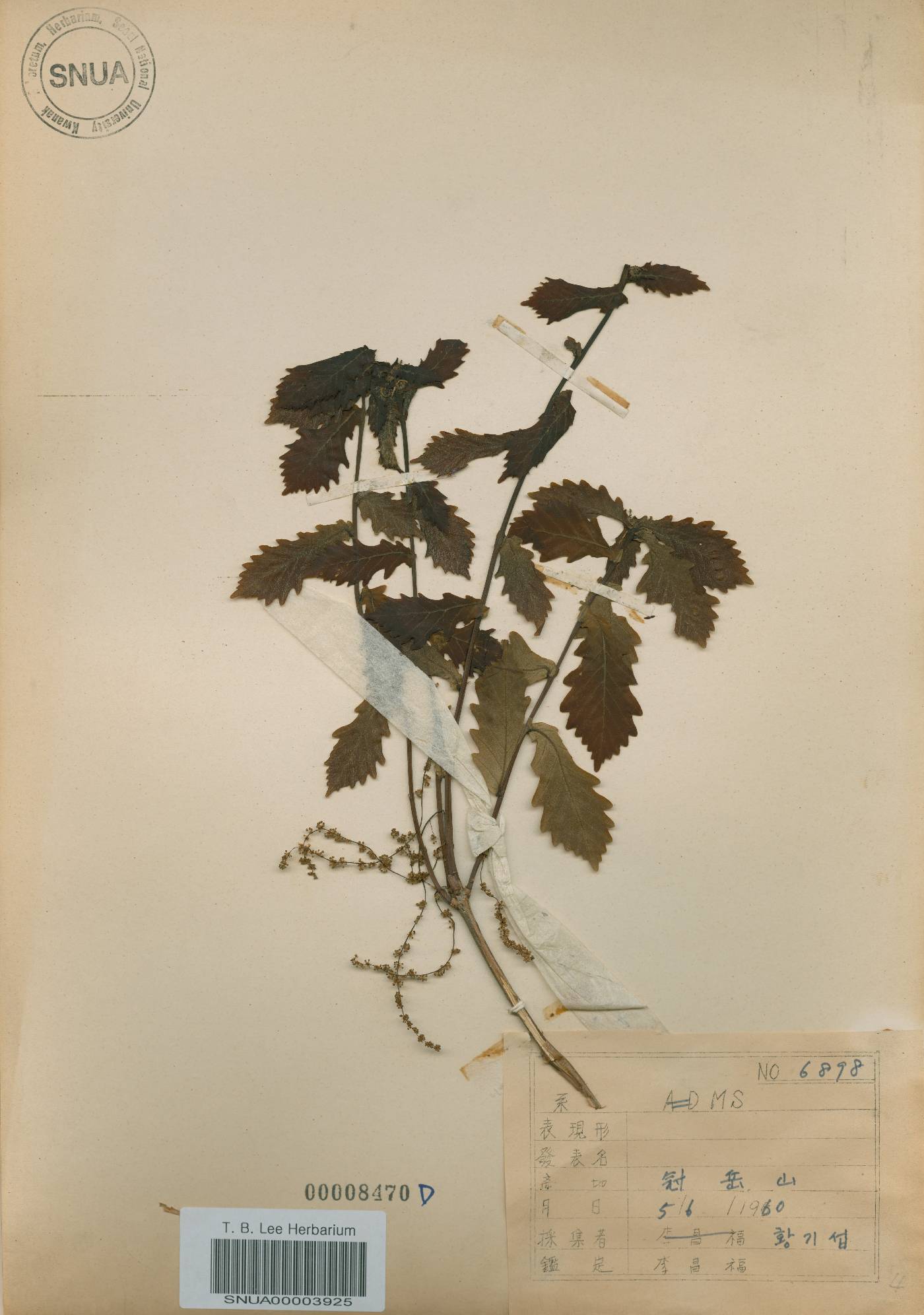 Quercus mongolica var. crispula image