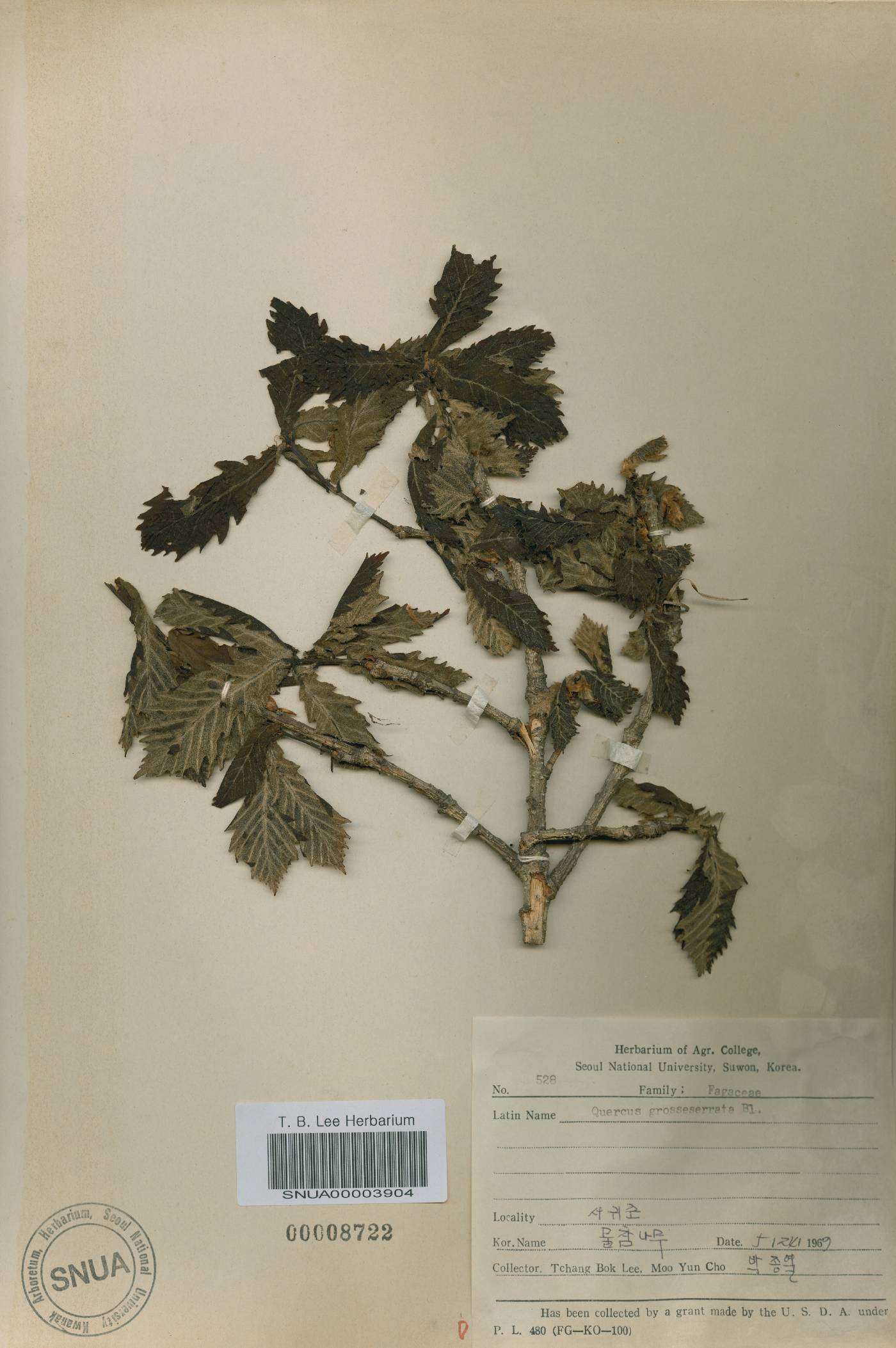 Quercus mongolica var. crispula image