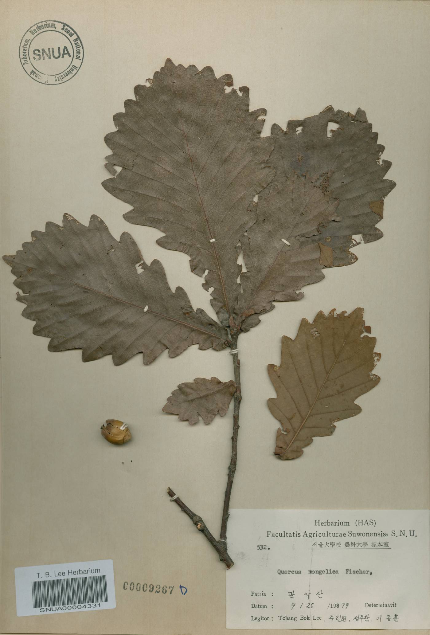 Quercus mongolica var. crispula image