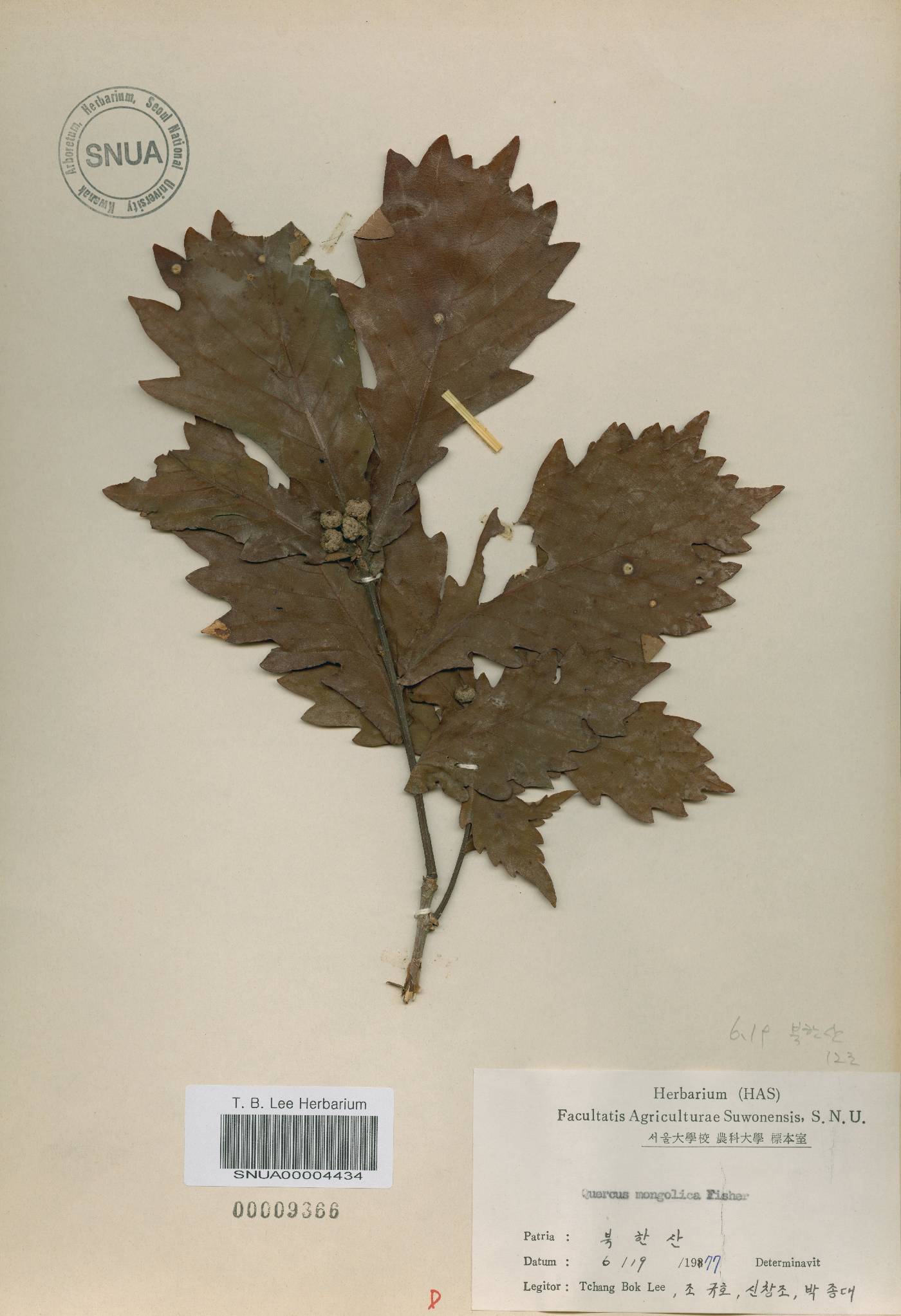 Quercus mongolica var. crispula image