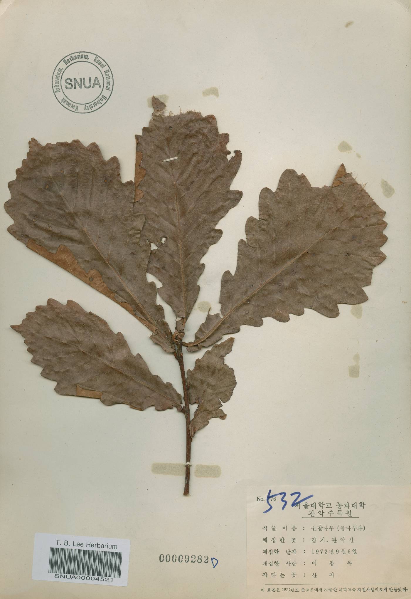 Quercus mongolica var. crispula image