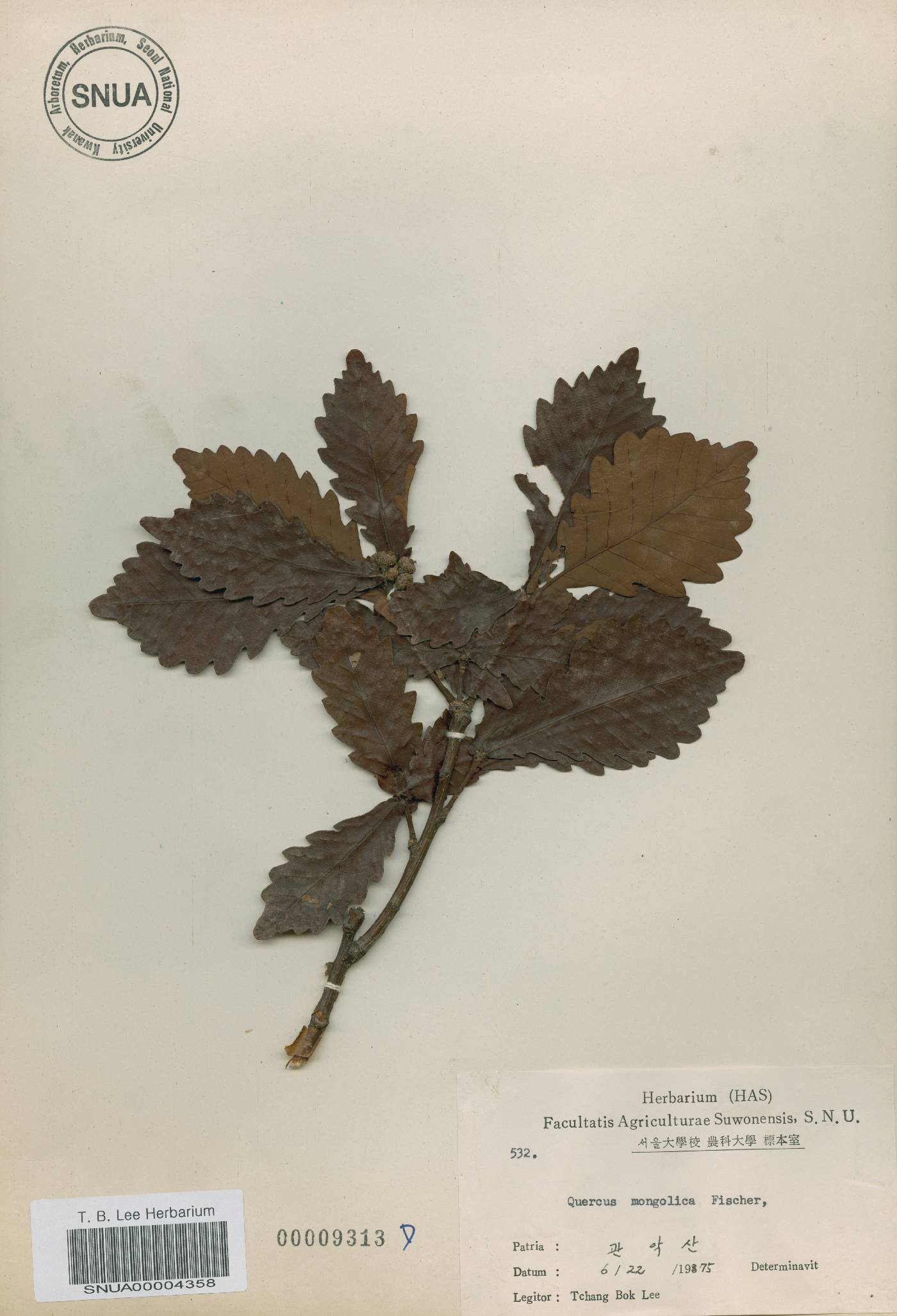 Quercus mongolica var. crispula image