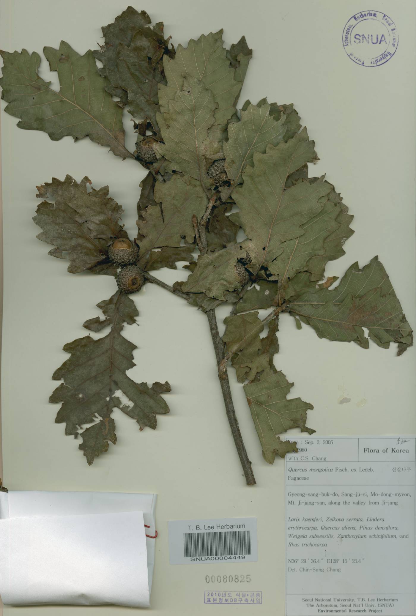 Quercus mongolica var. crispula image