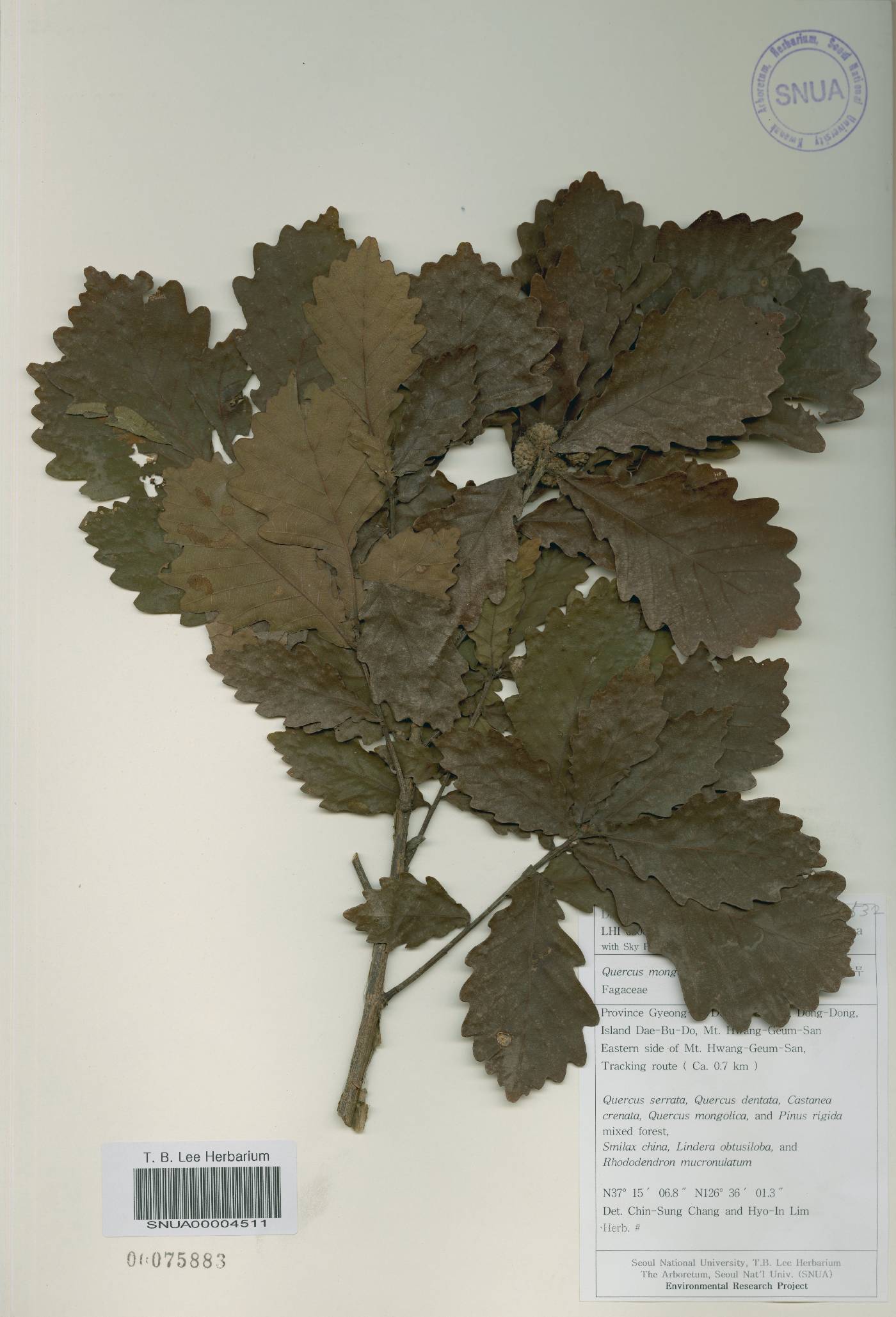 Quercus mongolica var. crispula image