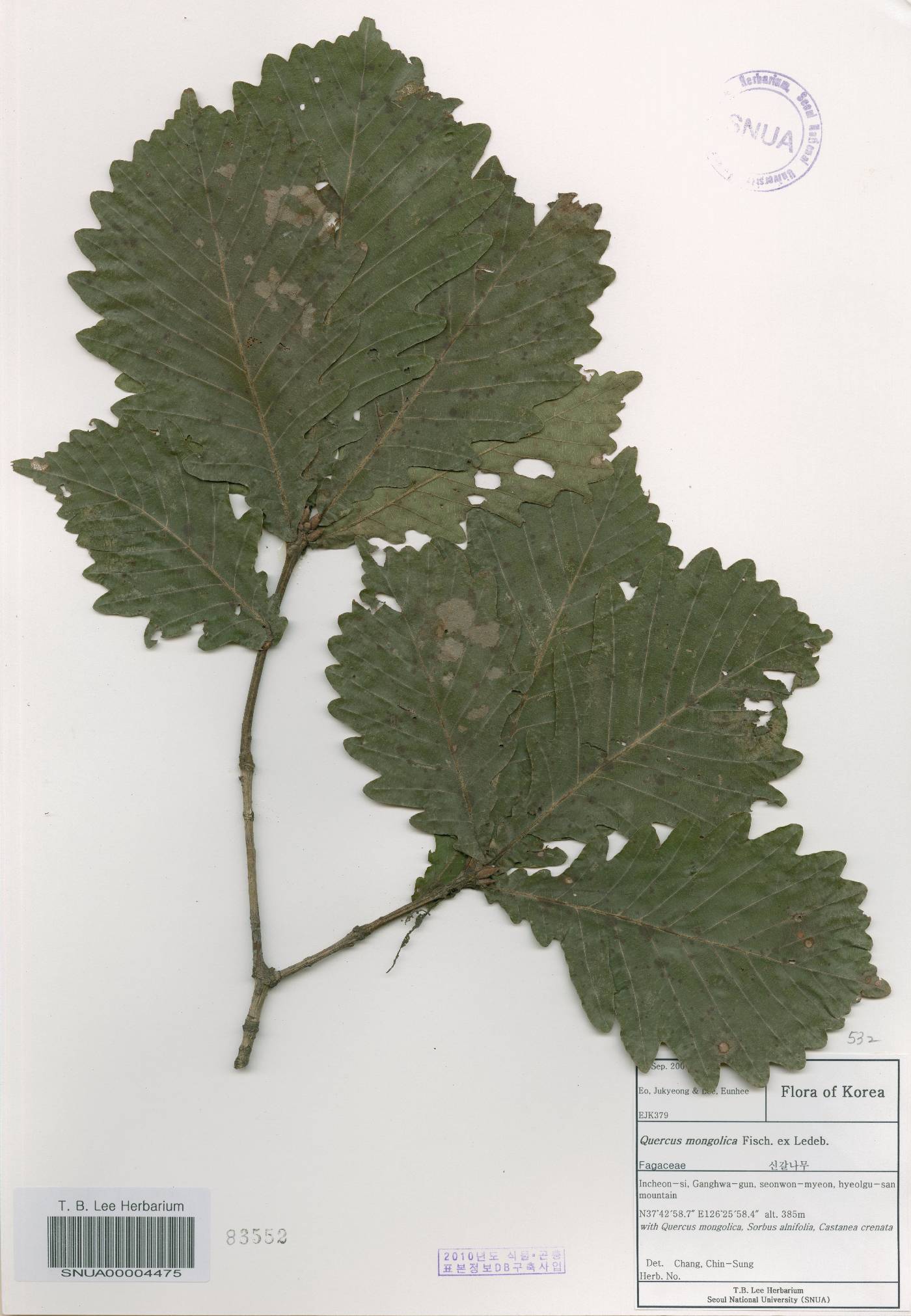 Quercus mongolica var. crispula image