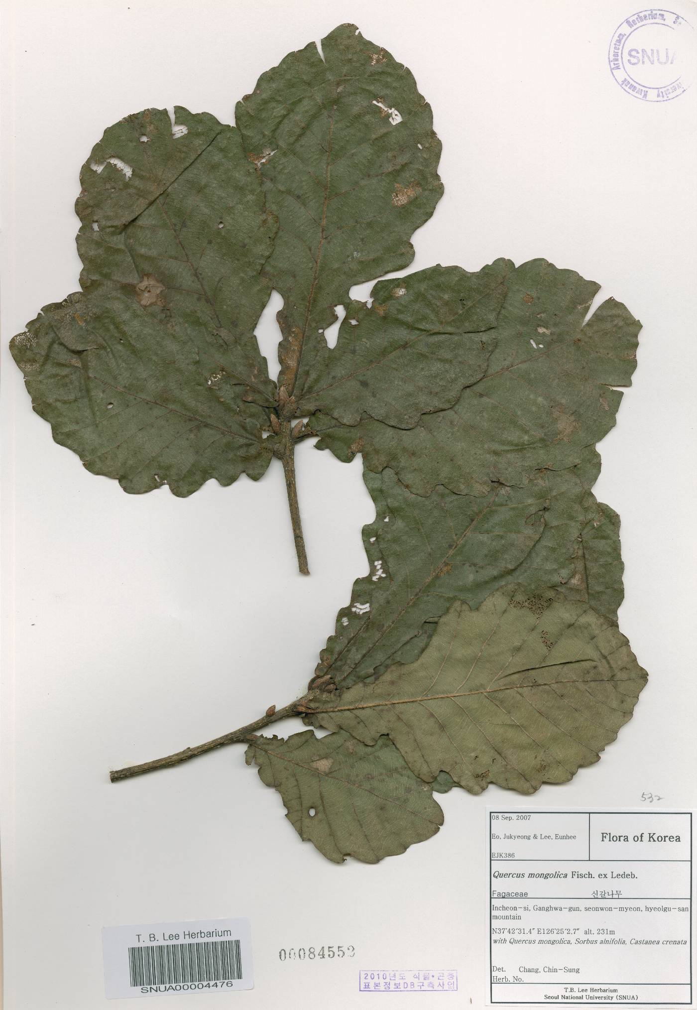 Quercus mongolica var. crispula image