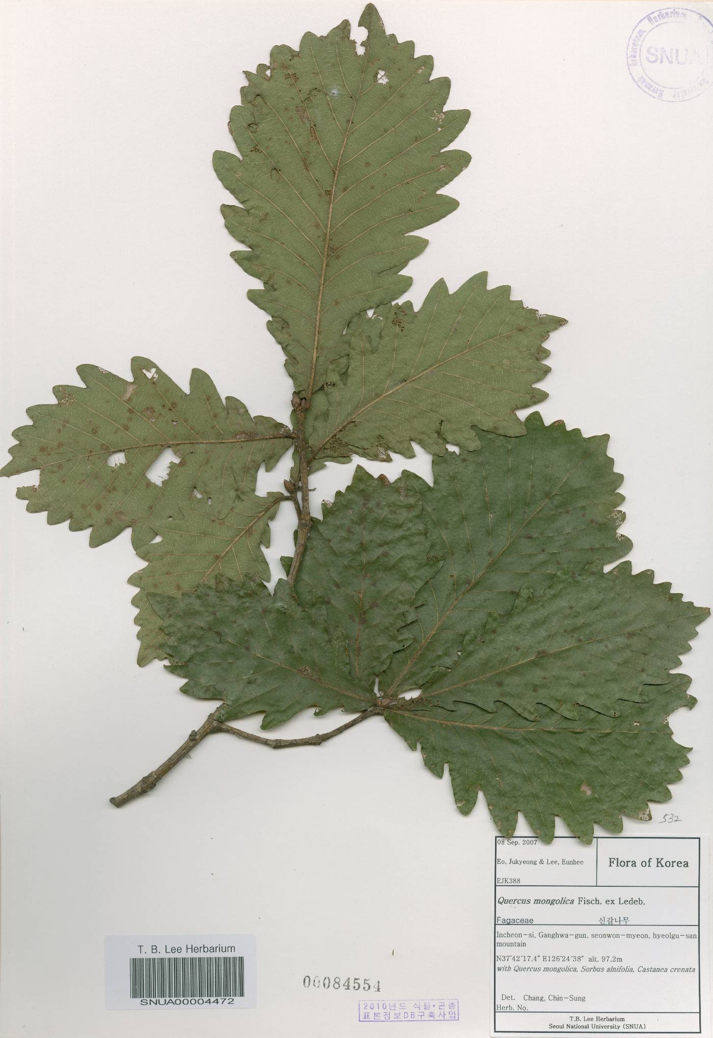 Quercus mongolica var. crispula image