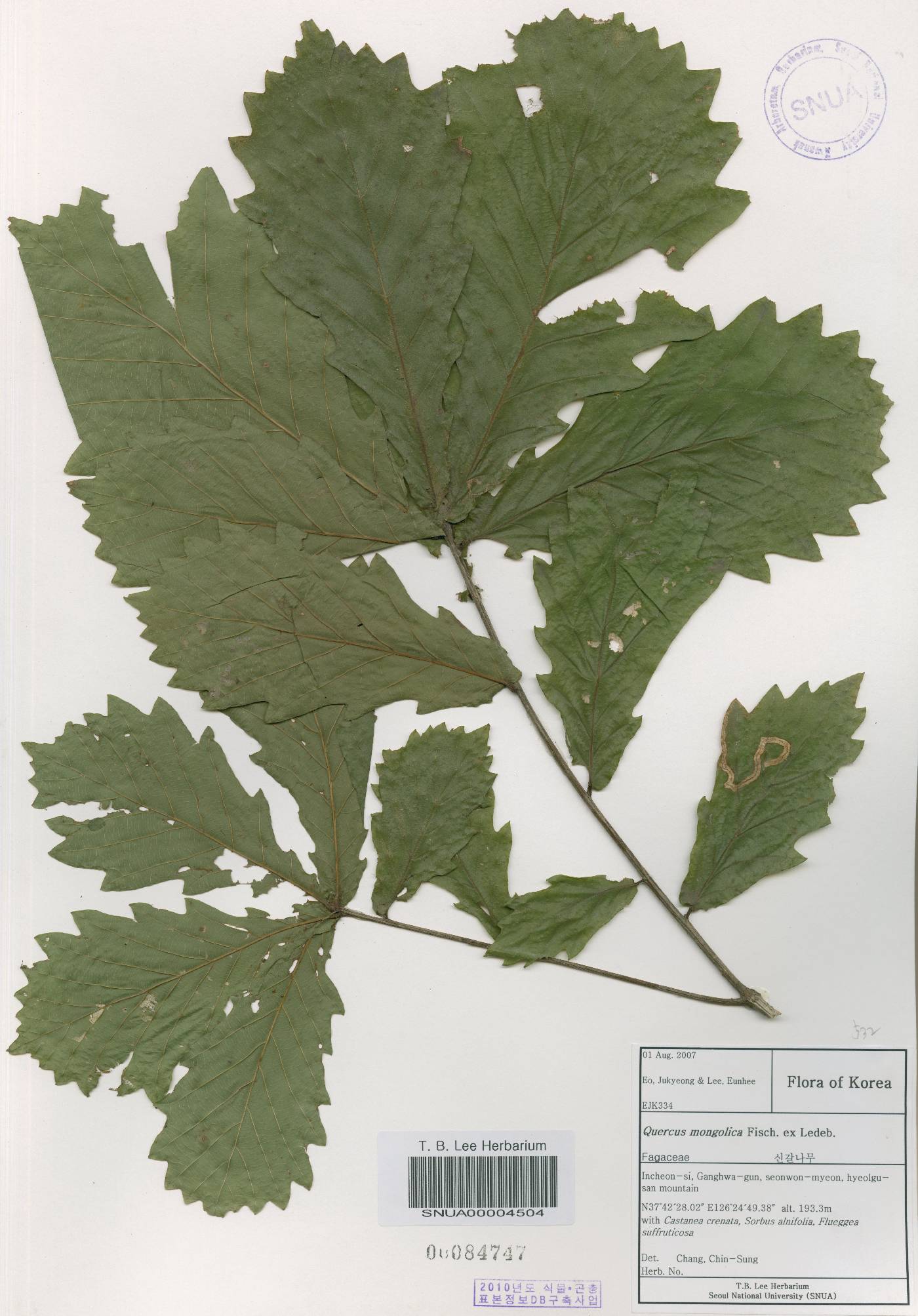 Quercus mongolica var. crispula image