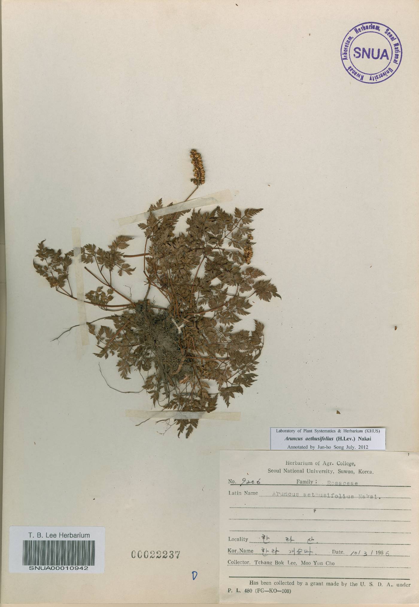 Aruncus sylvester image