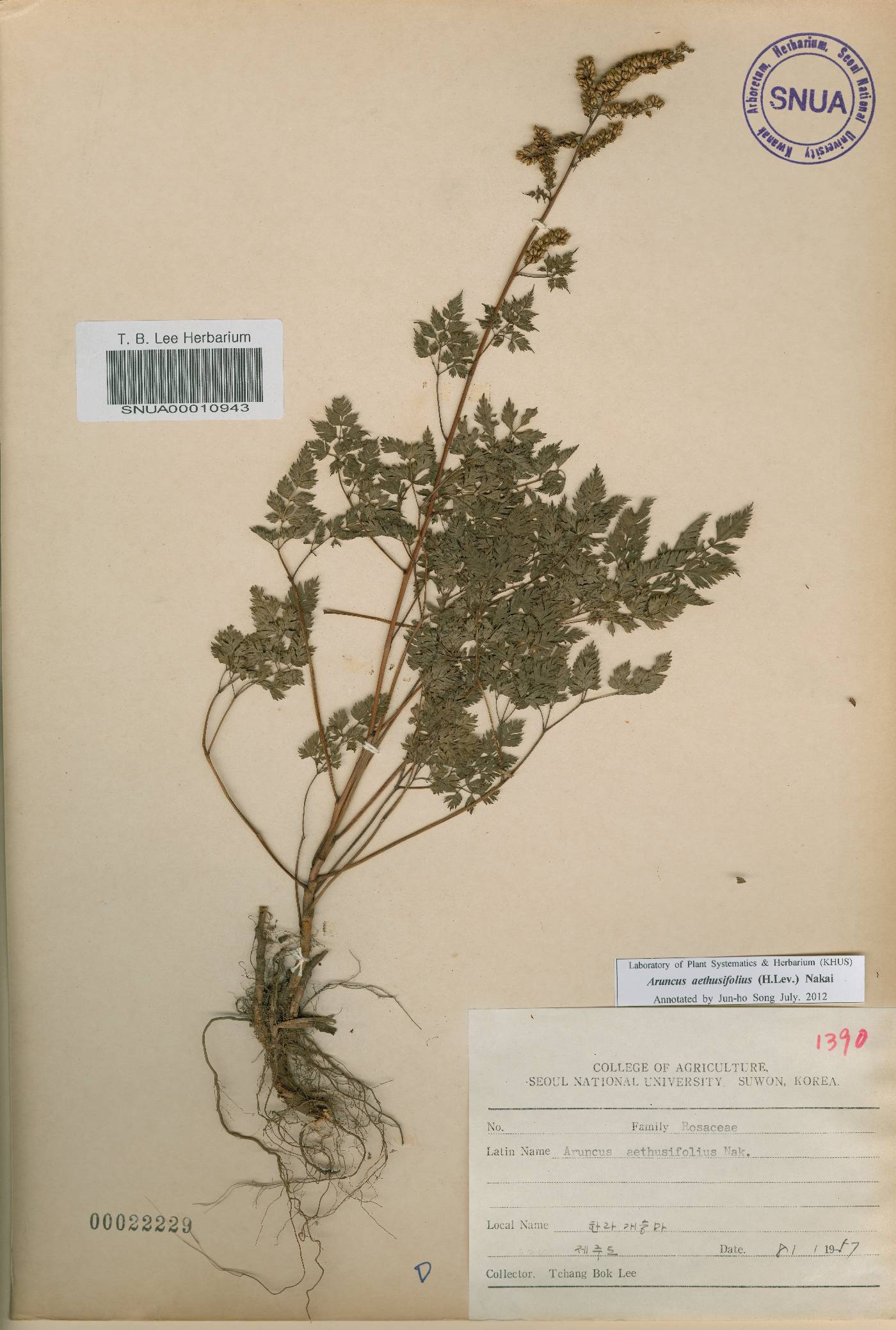 Aruncus dioicus image