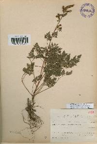 Aruncus dioicus image