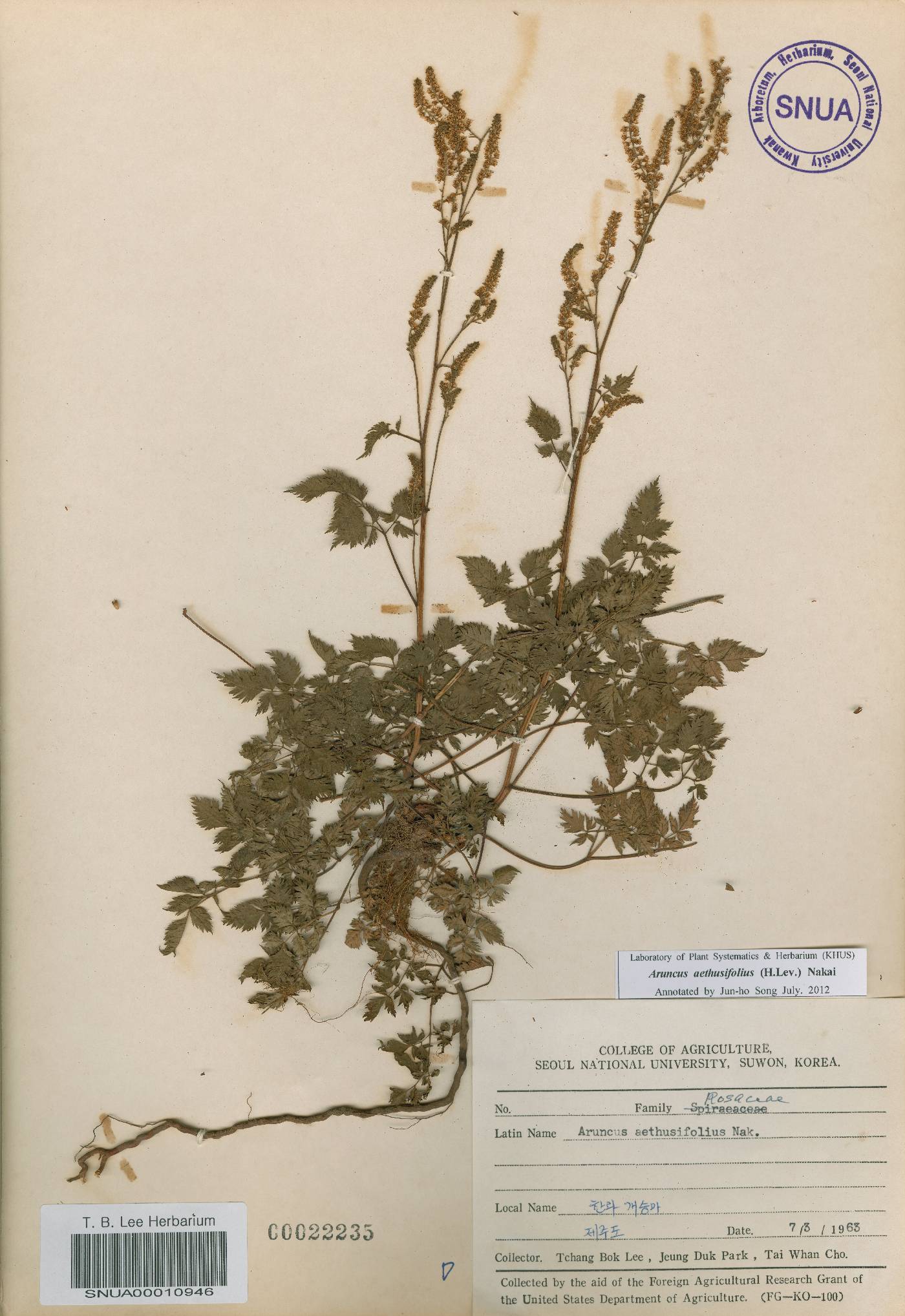 Aruncus dioicus image