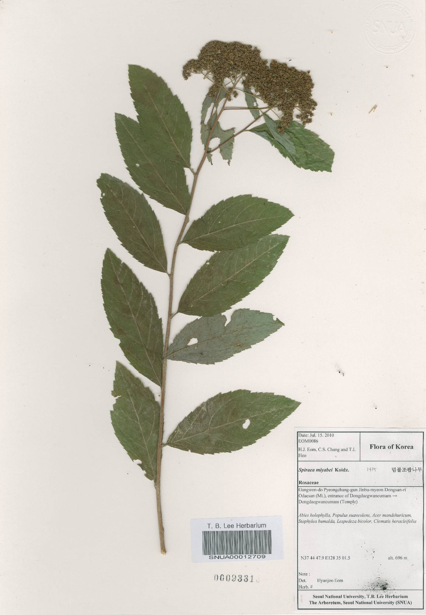Spiraea miyabei image