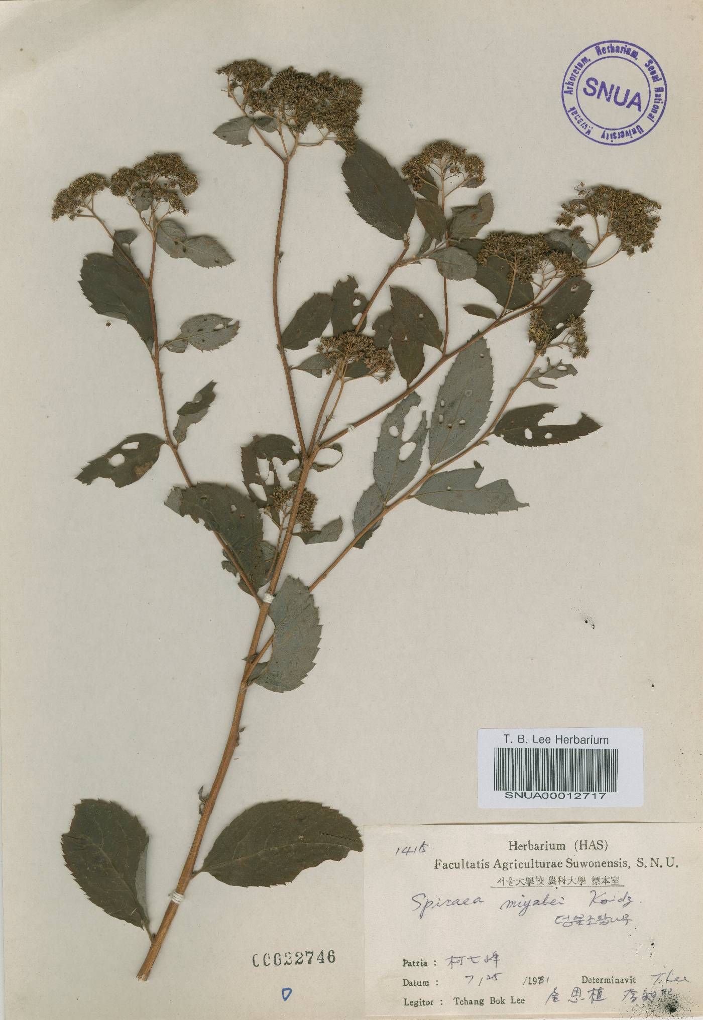 Spiraea miyabei image