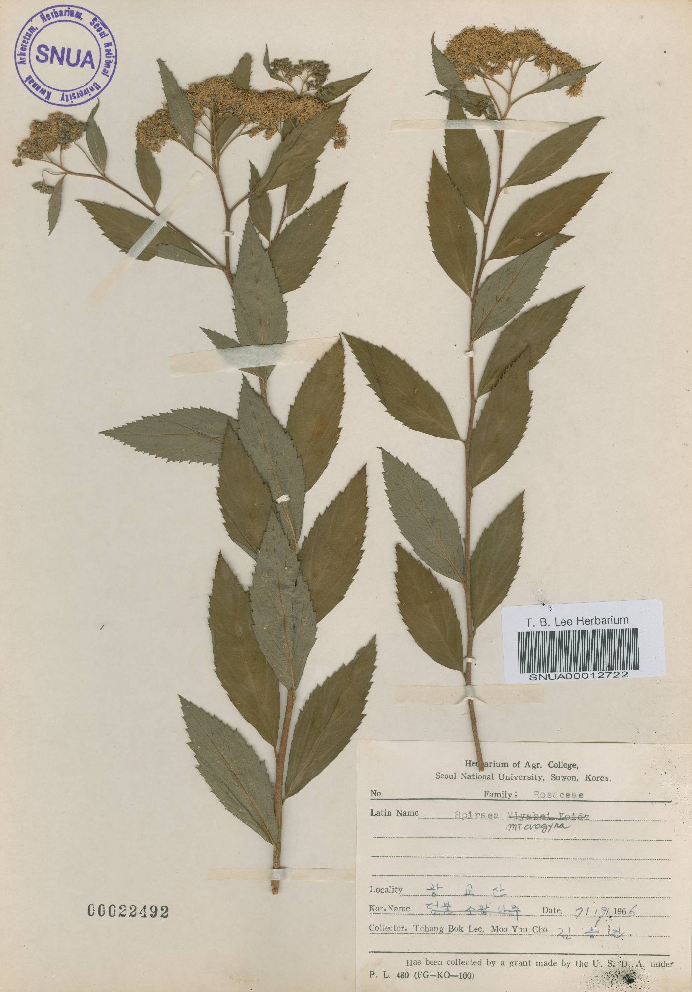 Spiraea miyabei image