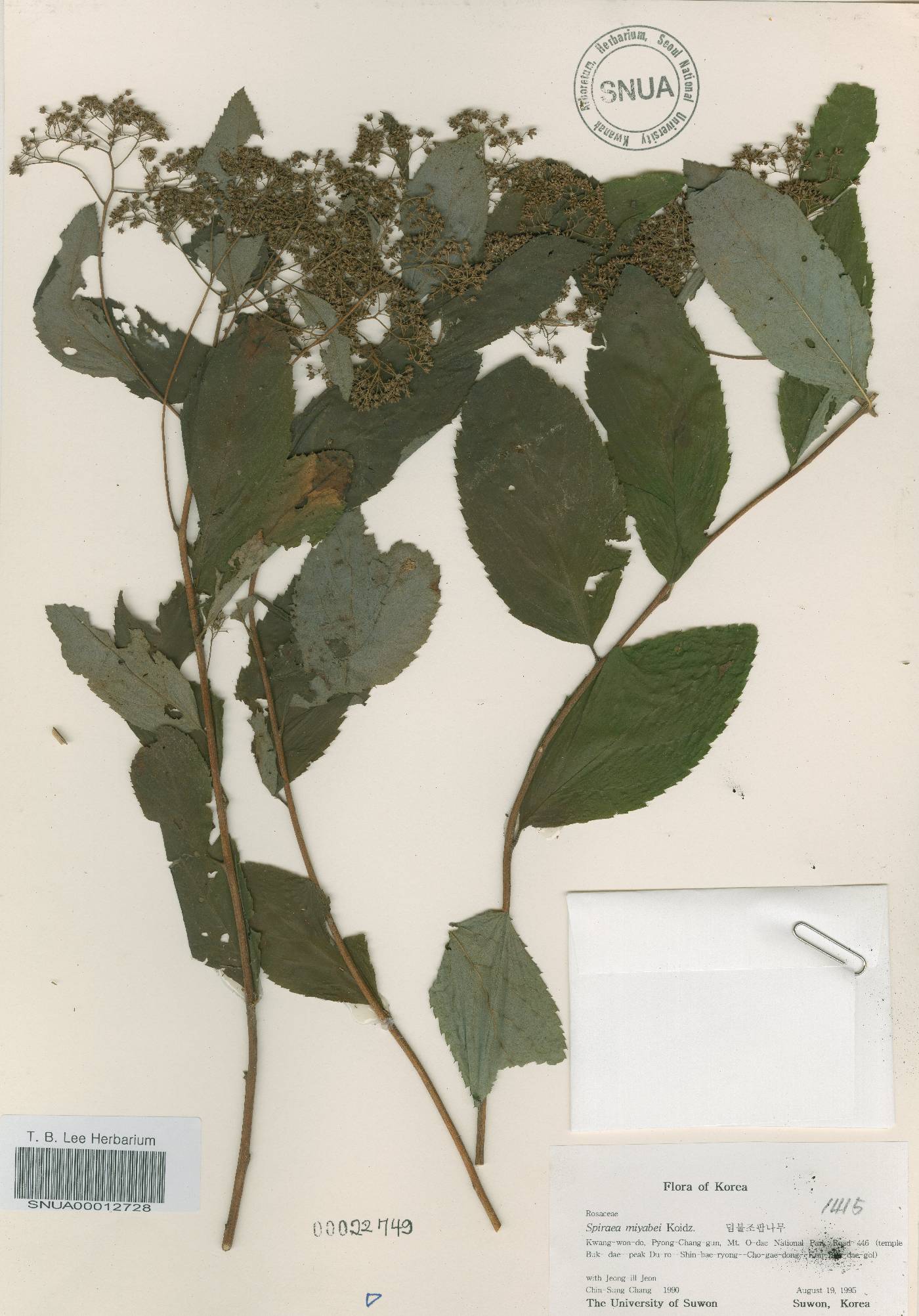 Spiraea miyabei image