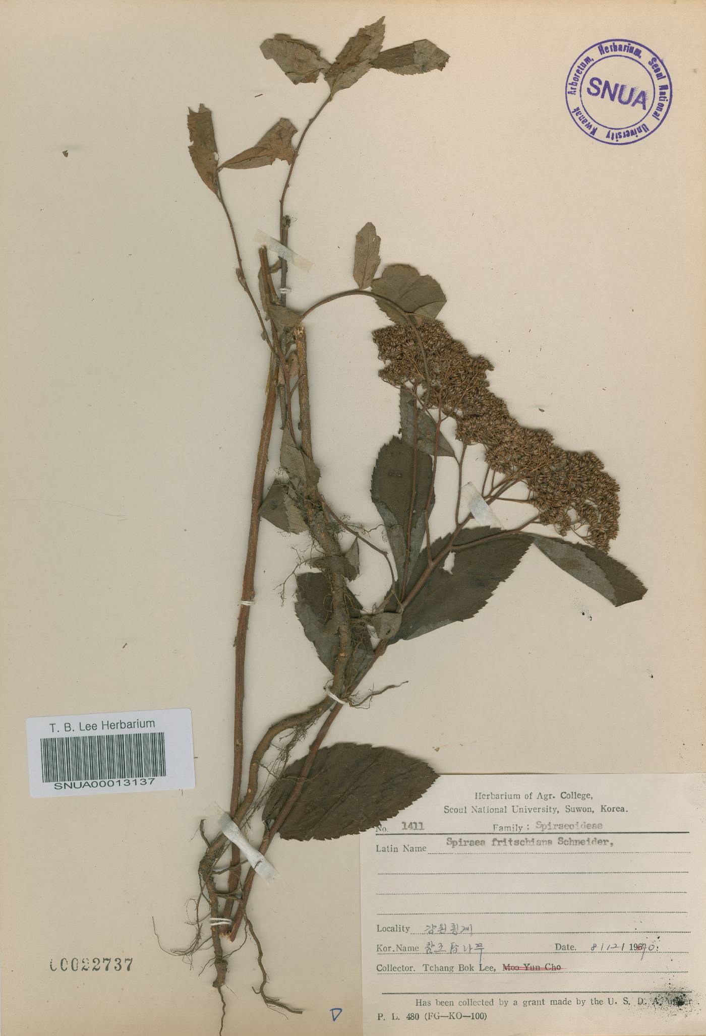 Spiraea miyabei image