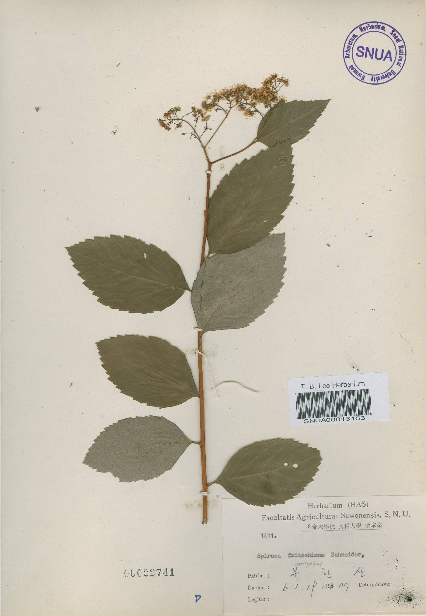 Spiraea miyabei image