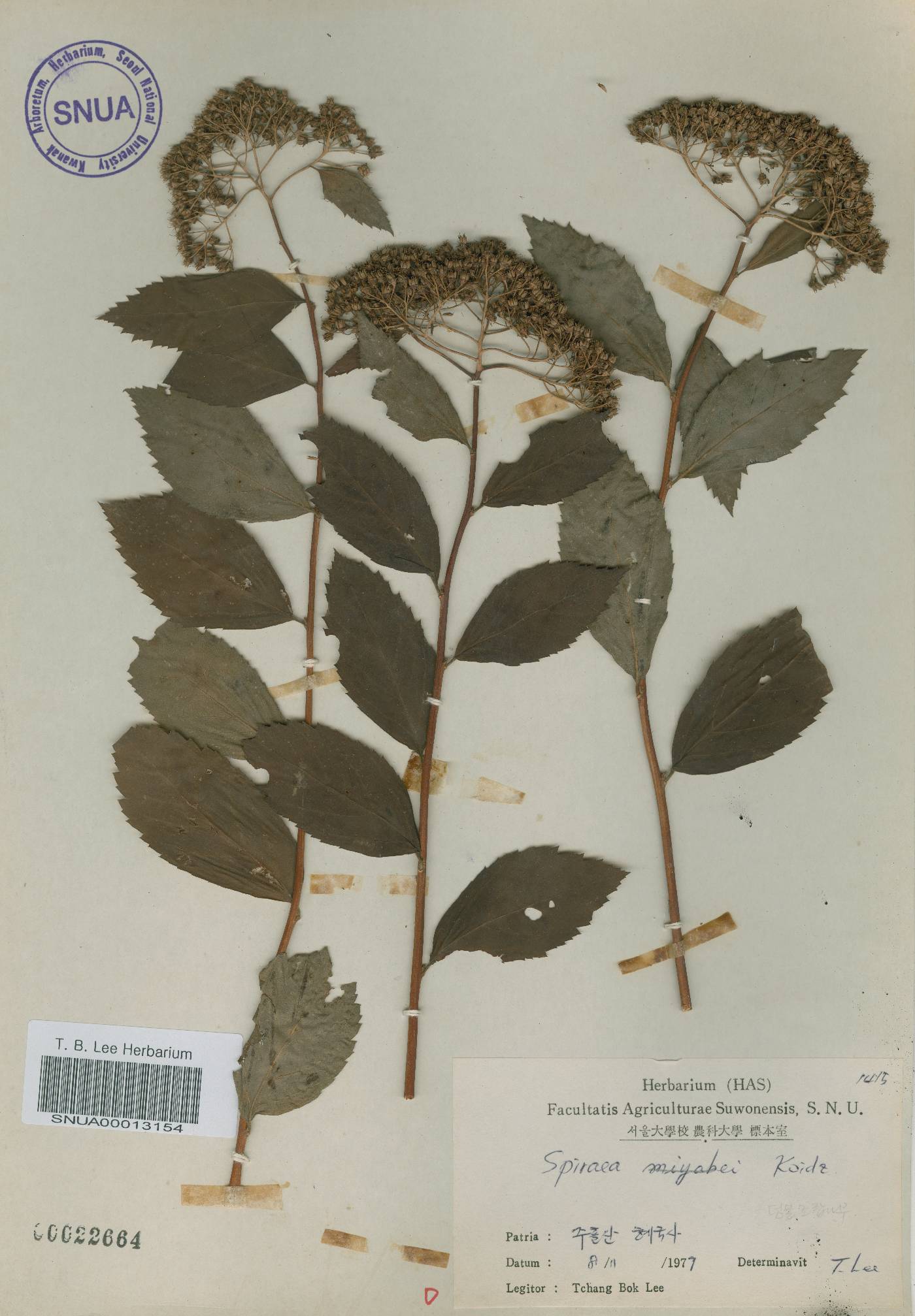 Spiraea miyabei image