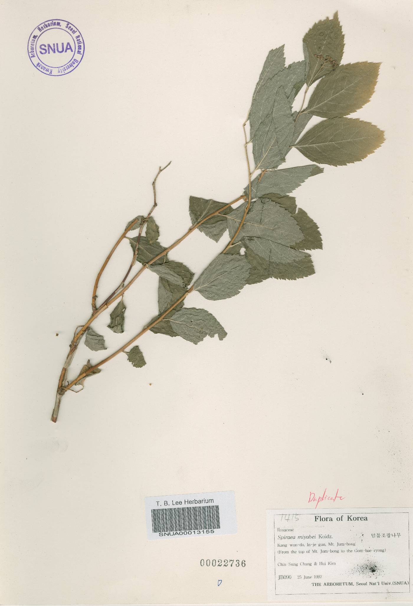 Spiraea miyabei image
