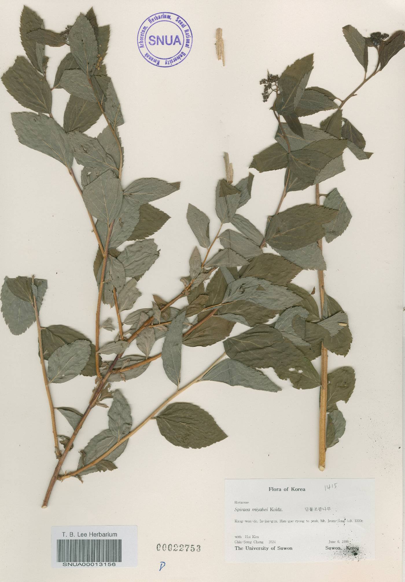 Spiraea miyabei image