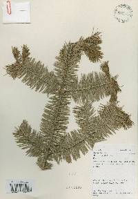 Abies holophylla image