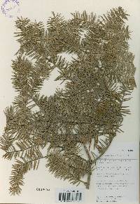 Abies holophylla image