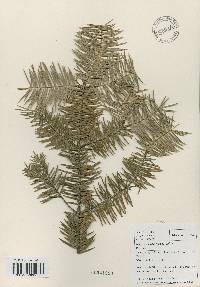 Abies holophylla image