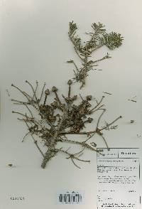 Abies nephrolepis image