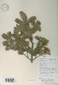 Abies nephrolepis image