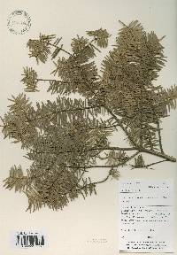 Abies nephrolepis image