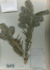 Abies nephrolepis image