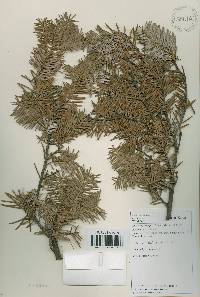 Abies nephrolepis image