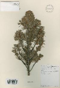 Abies nephrolepis image