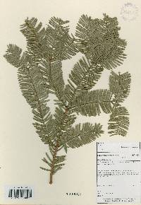 Cephalotaxus harringtonia image