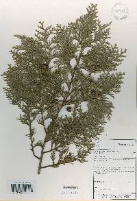 Image of Chamaecyparis obtusa