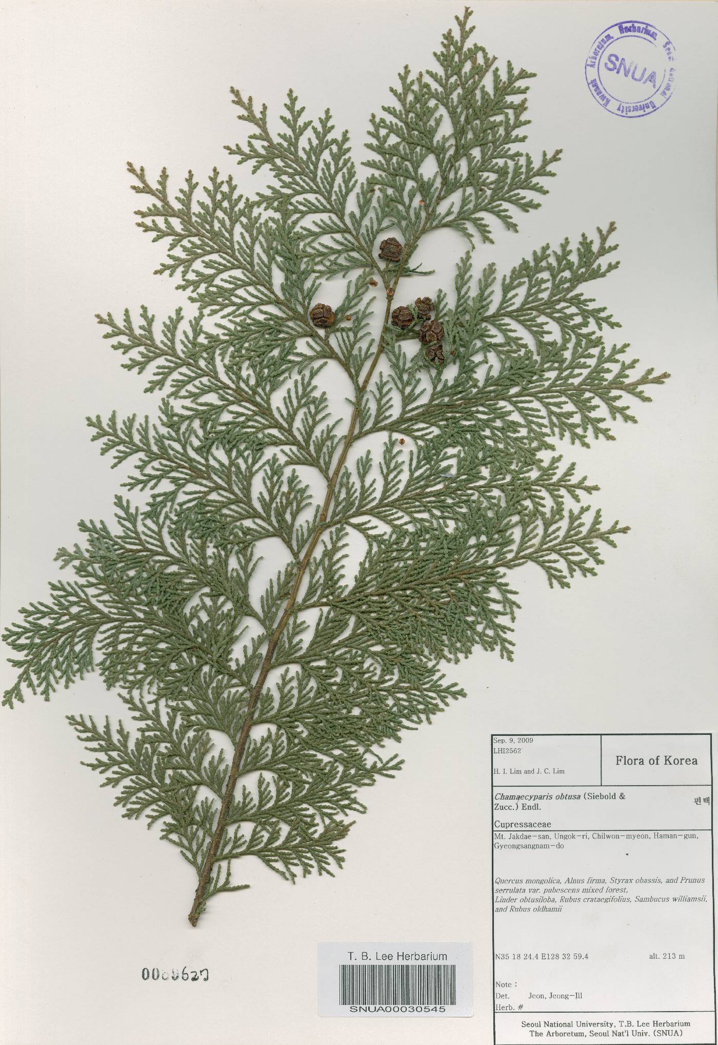 Chamaecyparis obtusa image