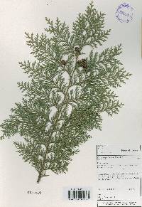 Chamaecyparis obtusa image