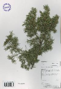 Juniperus rigida image