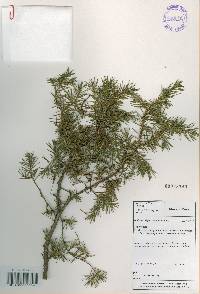 Juniperus rigida image