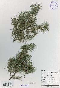 Juniperus rigida image