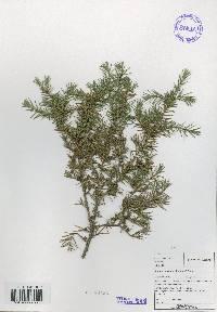 Juniperus rigida image