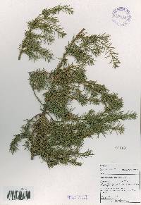 Juniperus rigida image