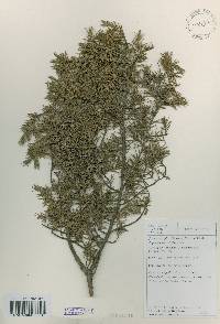 Juniperus rigida image