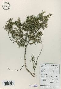 Juniperus rigida image