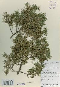 Juniperus rigida image