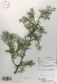 Juniperus rigida image