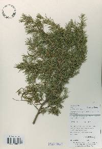 Juniperus rigida image