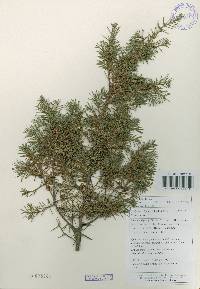 Juniperus rigida image