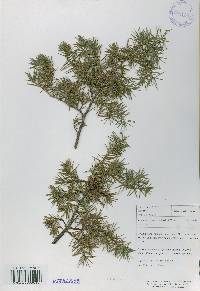 Juniperus rigida image